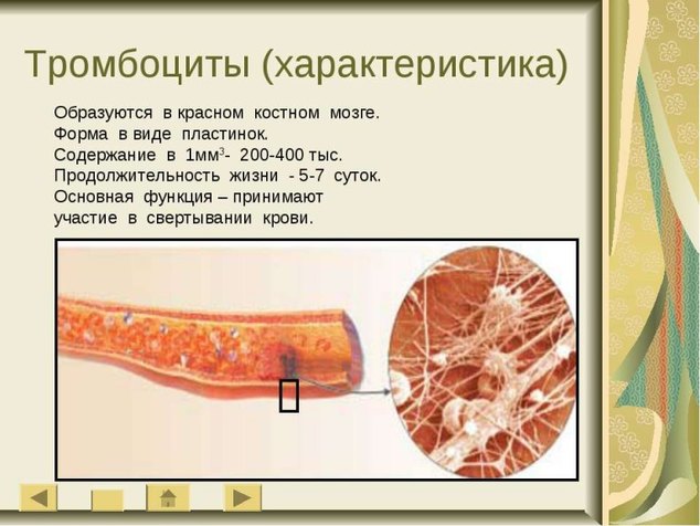 Сыпь при тромбоцитопении фото