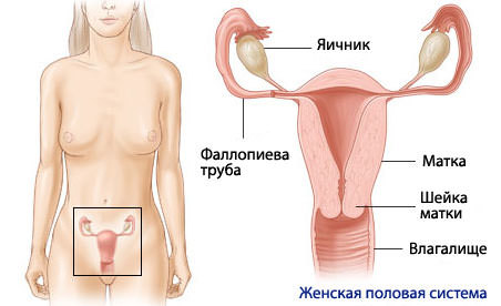 woman-reprod-system