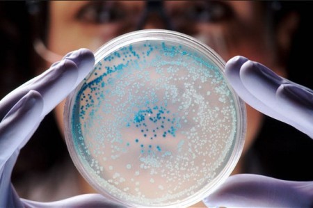 Патологические бактерии микоплазмы